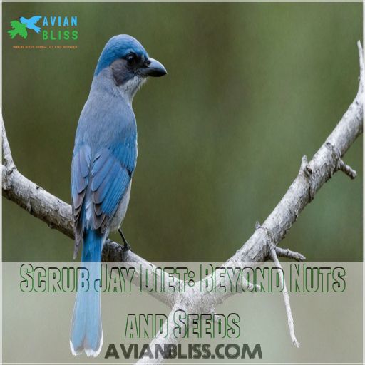 Scrub Jay Diet: Beyond Nuts and Seeds