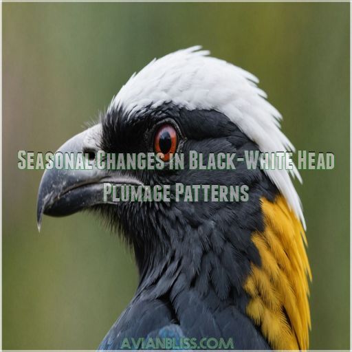 Seasonal Changes in Black-White Head Plumage Patterns