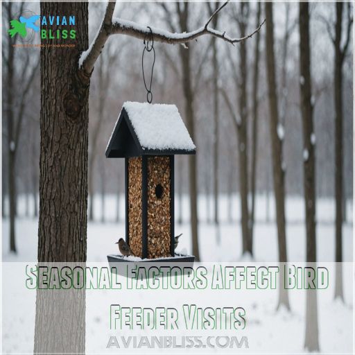 Seasonal Factors Affect Bird Feeder Visits