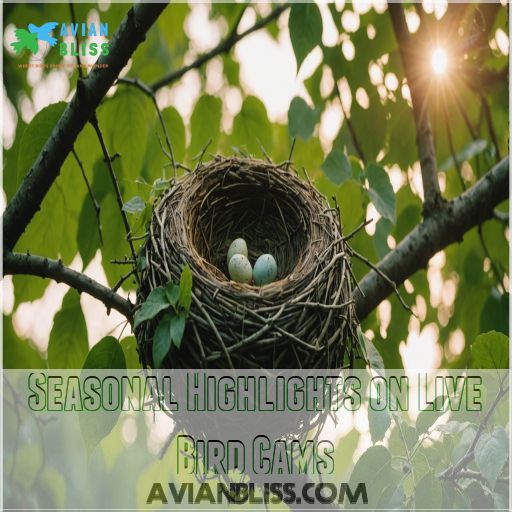 Seasonal Highlights on Live Bird Cams