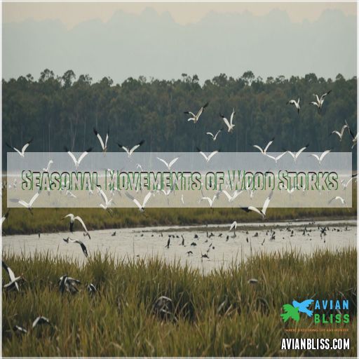 Seasonal Movements of Wood Storks