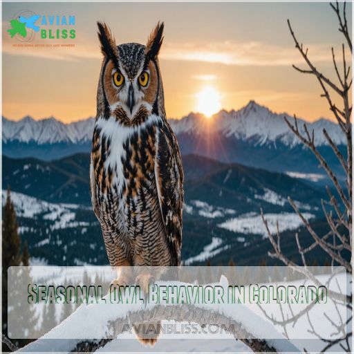 Seasonal Owl Behavior in Colorado