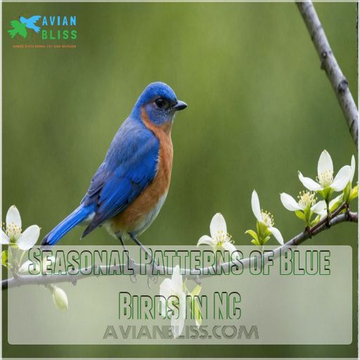 Seasonal Patterns of Blue Birds in NC