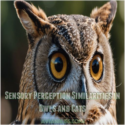 Sensory Perception Similarities in Owls and Cats