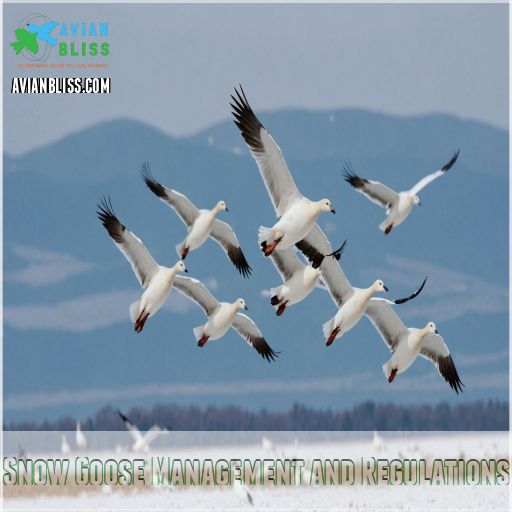 Snow Goose Management and Regulations