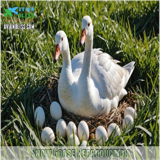 Snow Goose Reproduction