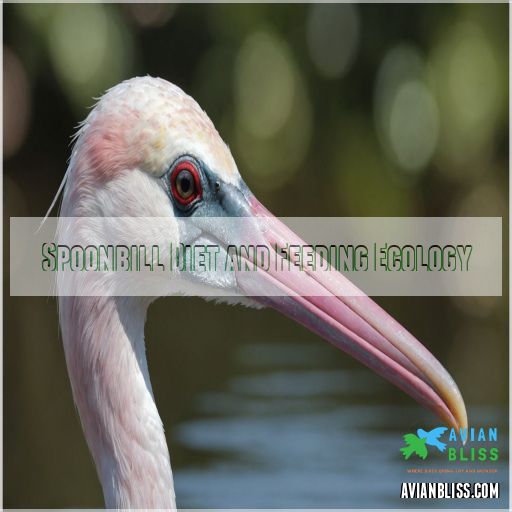 Spoonbill Diet and Feeding Ecology