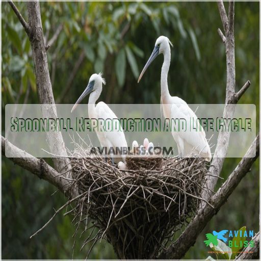 Spoonbill Reproduction and Life Cycle