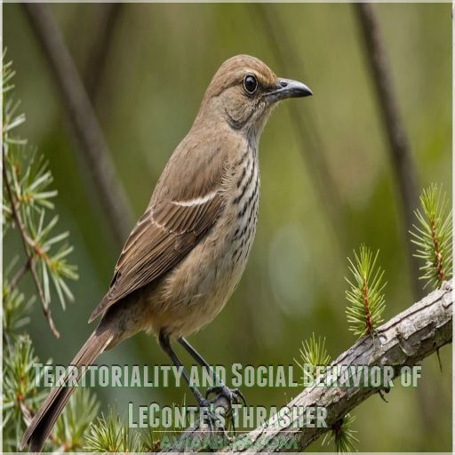 Territoriality and Social Behavior of LeConte