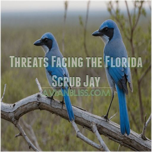 Threats Facing the Florida Scrub Jay