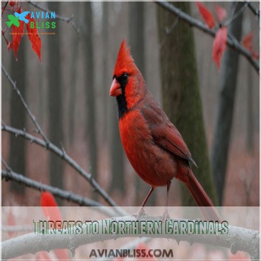 Threats to Northern Cardinals