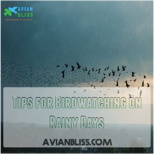 Tips for Birdwatching on Rainy Days