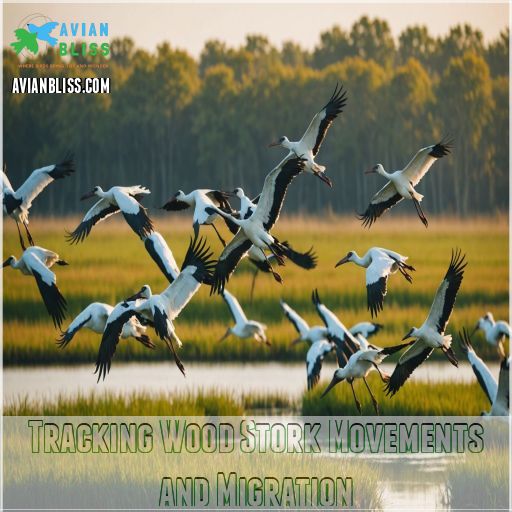 Tracking Wood Stork Movements and Migration