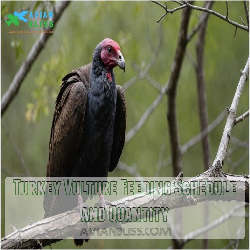 Turkey Vulture Feeding Schedule and Quantity