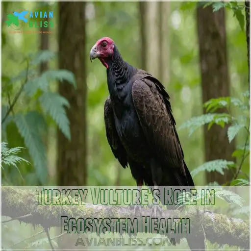 Turkey Vulture