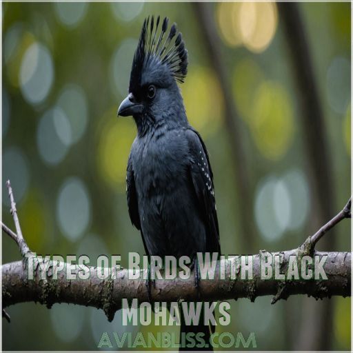 Types of Birds With Black Mohawks