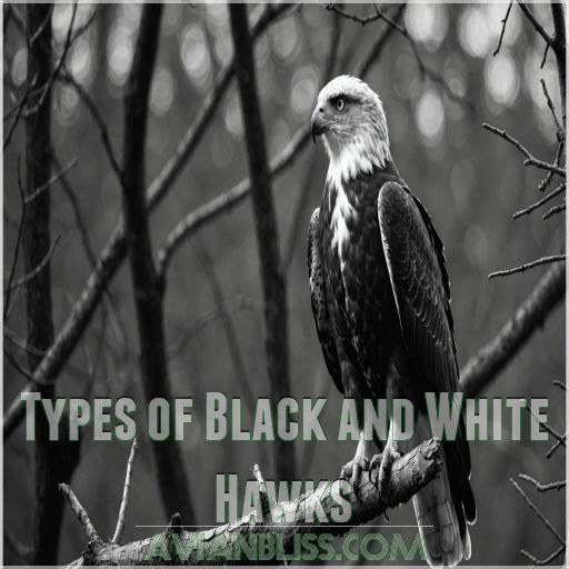 Types of Black and White Hawks