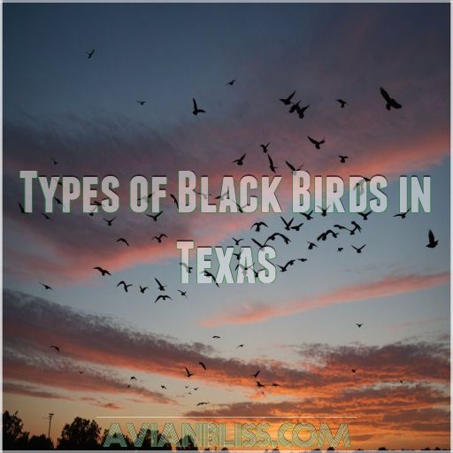 Types of Black Birds in Texas