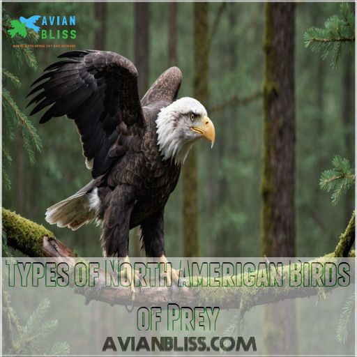 Types of North American Birds of Prey