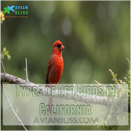 Types of Red Birds in California