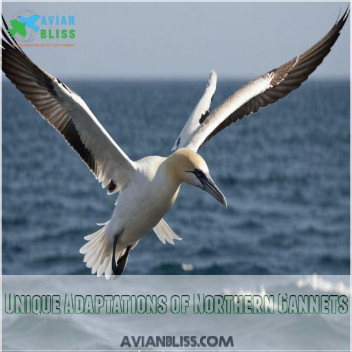 Unique Adaptations of Northern Gannets