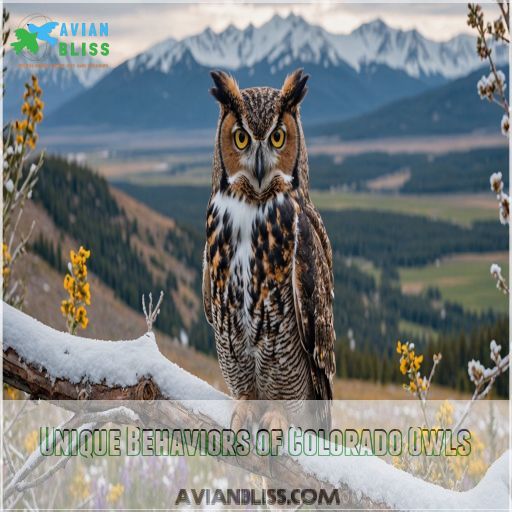 Unique Behaviors of Colorado Owls