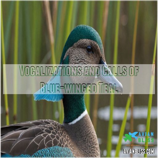 Vocalizations and Calls of Blue-winged Teal