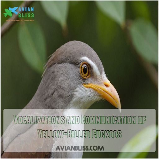 Vocalizations and Communication of Yellow-Billed Cuckoos