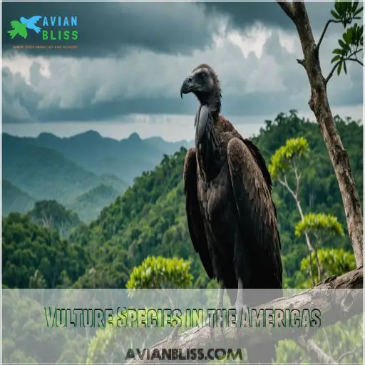 Vulture Species in the Americas