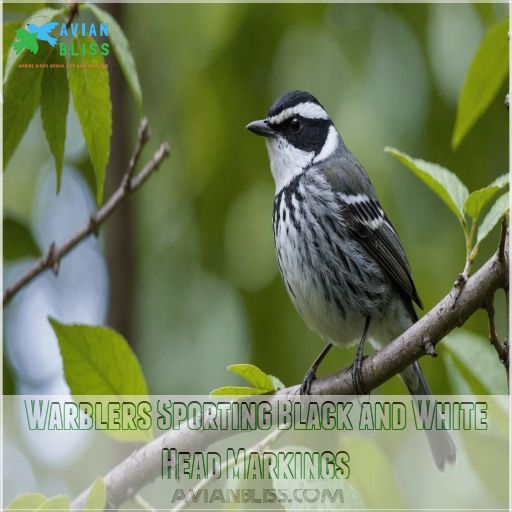 Warblers Sporting Black and White Head Markings