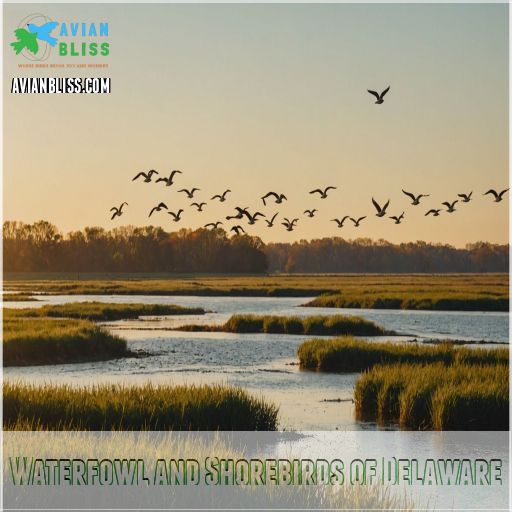 Waterfowl and Shorebirds of Delaware