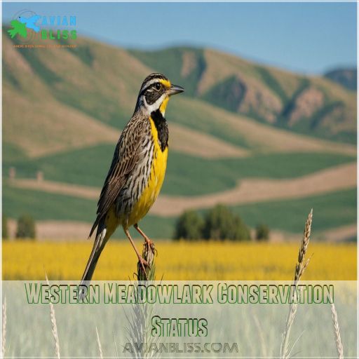 Western Meadowlark Conservation Status