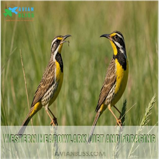 Western Meadowlark Diet and Foraging