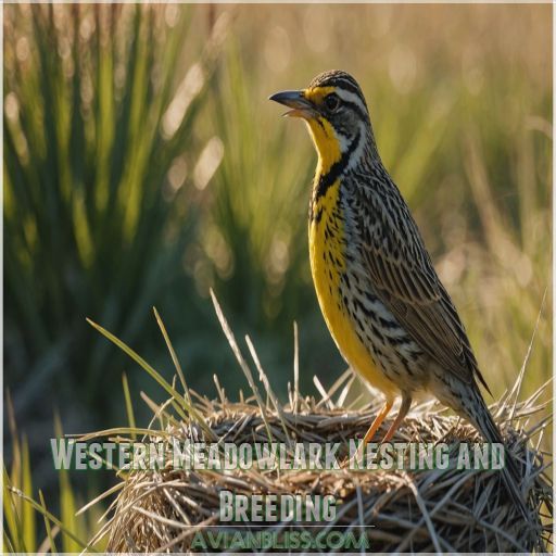 Western Meadowlark Nesting and Breeding