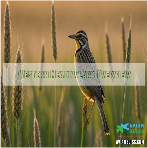 Western Meadowlark Overview