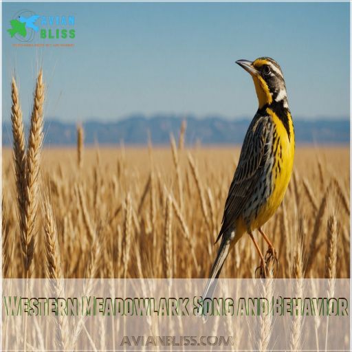 Western Meadowlark Song and Behavior