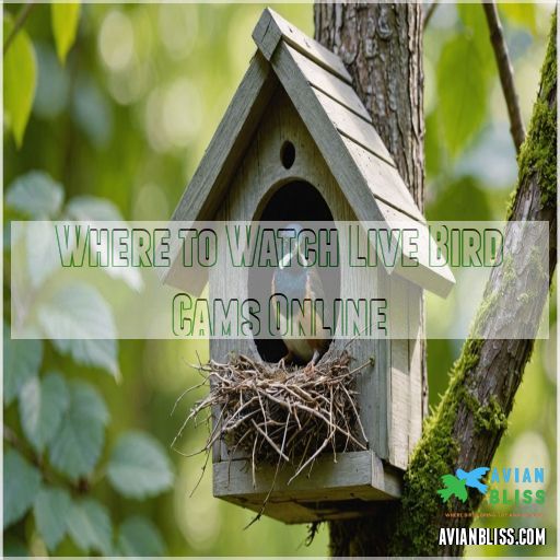 Where to Watch Live Bird Cams Online