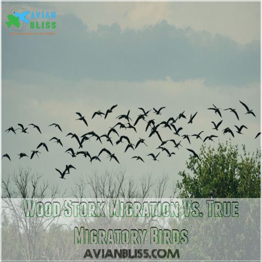 Wood Stork Migration Vs. True Migratory Birds