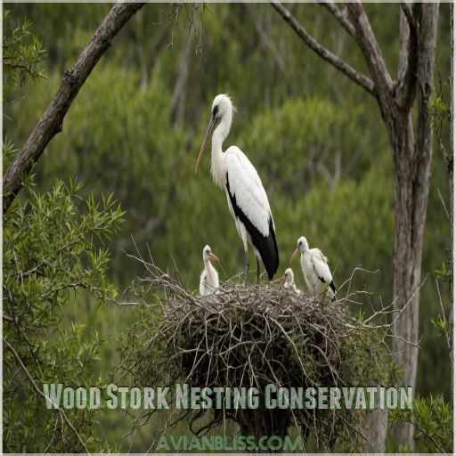 Wood Stork Nesting Conservation