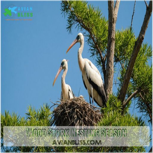 Wood Stork Nesting Season