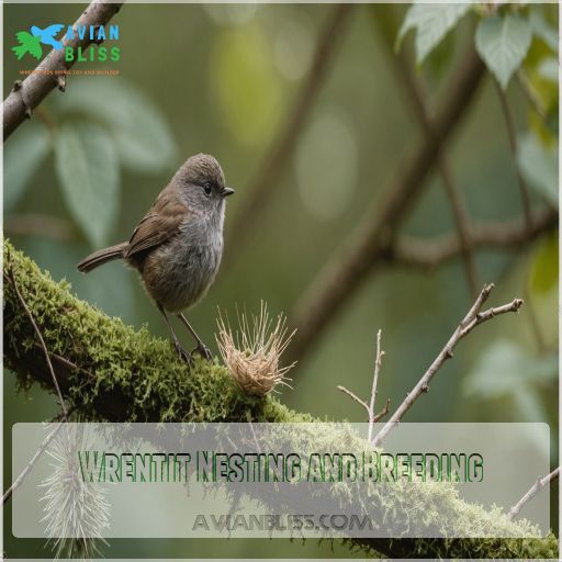 Wrentit Nesting and Breeding