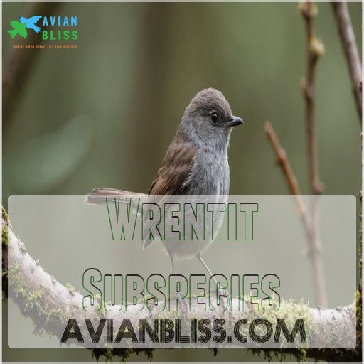 Wrentit Subspecies