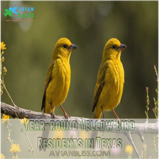 Year-round Yellow Bird Residents in Texas