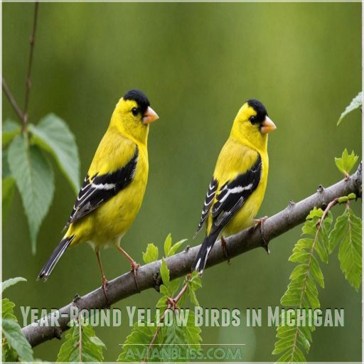 Year-Round Yellow Birds in Michigan