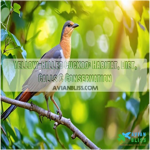 yellow billed cuckoo