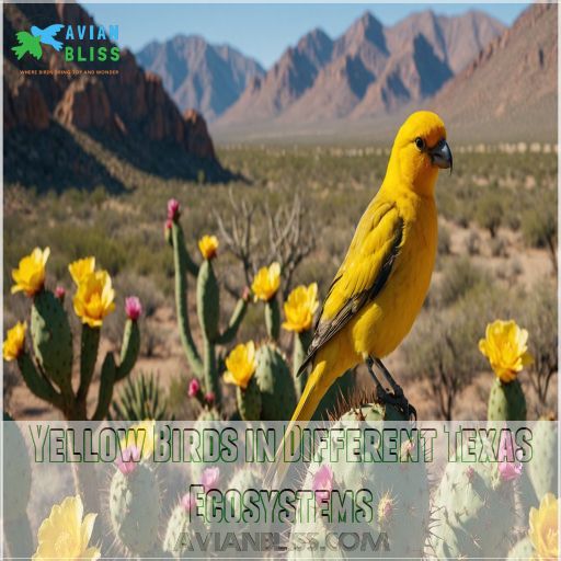 Yellow Birds in Different Texas Ecosystems