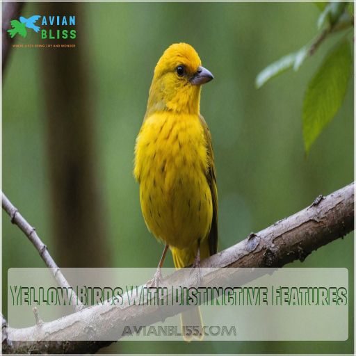 Yellow Birds With Distinctive Features