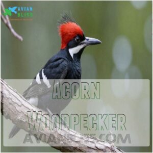 Acorn Woodpecker