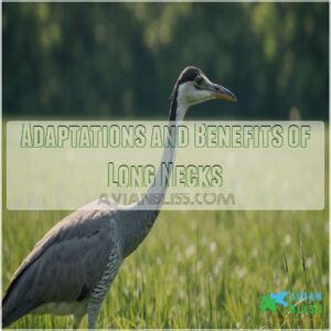 Adaptations and Benefits of Long Necks