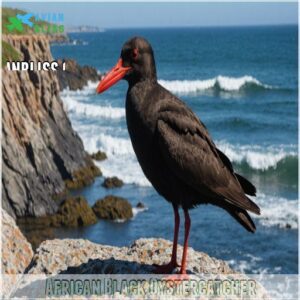 African Black Oystercatcher